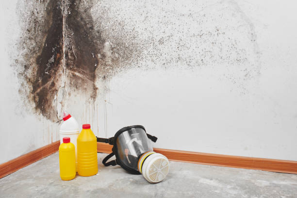 Best Commercial Mold Removal  in Pinconning, MI