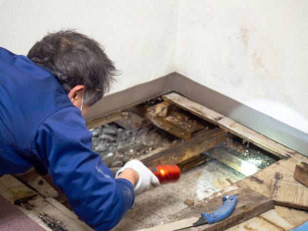 Best Certified Mold Removal  in Pinconning, MI