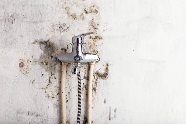 Best Black Mold Removal  in Pinconning, MI