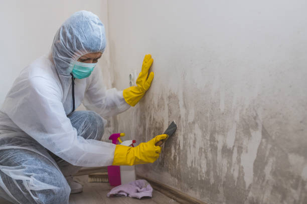 Best Crawl Space Mold Removal  in Pinconning, MI