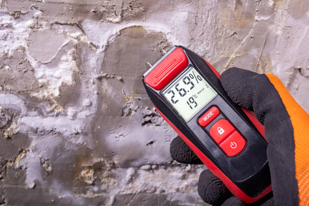 Best Mold Damage Repair  in Pinconning, MI