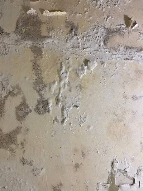 Best Mold Testing  in Pinconning, MI