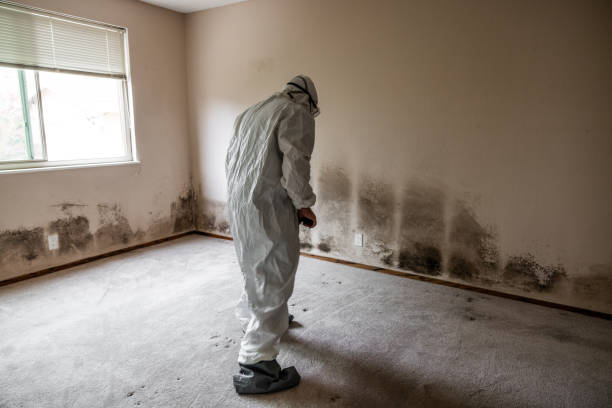Mold Testing and Removal in Pinconning, MI