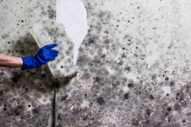 Best Toxic Mold Removal  in Pinconning, MI