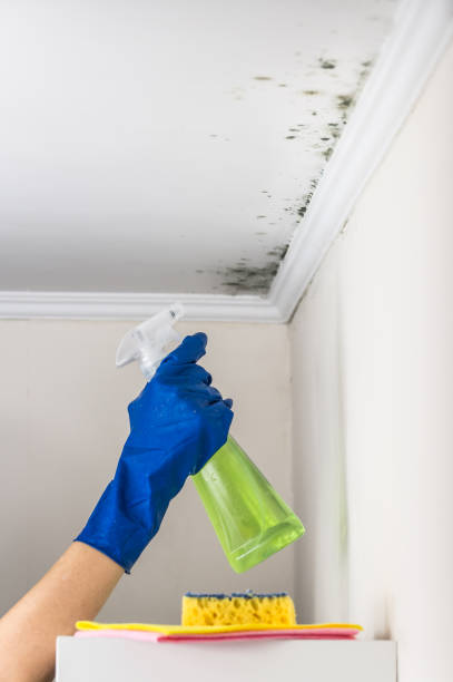 Mold Removal Process in Pinconning, MI