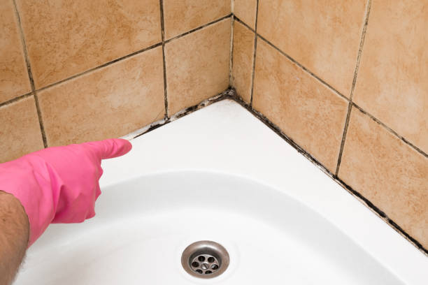 Best Mold Cleaning Services  in Pinconning, MI